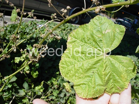 mallow, high